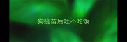 狗疫苗后吐不吃饭