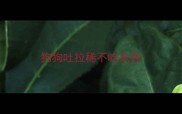 狗狗吐拉稀不吃东西