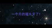 一个月的猫长牙了