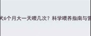 边境牧羊犬6个月大一天喂几次科学喂养指南与营养搭配全
