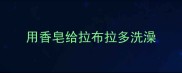 用香皂给拉布拉多洗澡