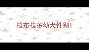拉布拉多幼犬性别