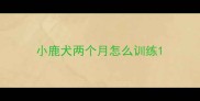 小鹿犬两个月怎么训练