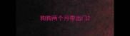 狗狗两个月带出门