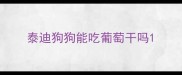 泰迪狗狗能吃葡萄干吗