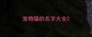 宠物猫的名字大全