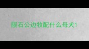 陨石公边牧配什么母犬