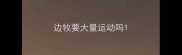 边牧要大量运动吗