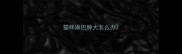 猫咪淋巴肿大怎么办