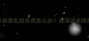 紧急处理指南拉布拉多拆家乱咬东西怎么办资深训犬师亲授3步断牙期纠正法