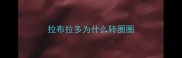 拉布拉多为什么转圈圈