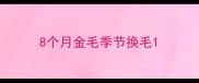 8个月金毛季节换毛