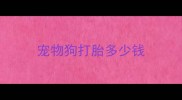 宠物狗打胎多少钱