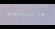 拉布拉多几个月猛长