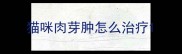猫咪肉芽肿怎么治疗