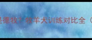 边牧好训练还是德牧牧羊犬训练对比全附饲养指南