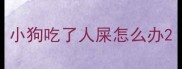 小狗吃了人屎怎么办