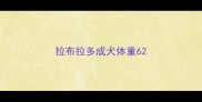 拉布拉多成犬体重6