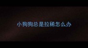 小狗狗总是拉稀怎么办