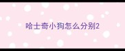 哈士奇小狗怎么分别