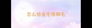 怎么给金毛修脚毛
