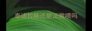 泰迪拉稀还能正常喂吗