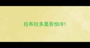 拉布拉多是否怕冷