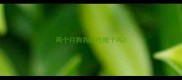 两个月狗狗能吃橙子吗