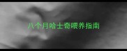 八个月哈士奇喂养指南