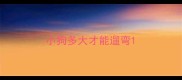 小狗多大才能遛弯