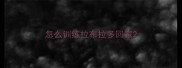 怎么训练拉布拉多回家