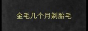 金毛几个月剃胎毛