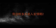 母边牧多大进入发情期