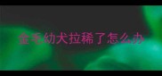 金毛幼犬拉稀了怎么办