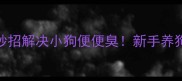 5个妙招解决小狗便便臭新手养狗必看