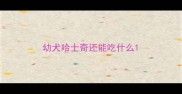 幼犬哈士奇还能吃什么