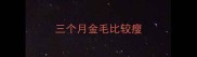 三个月金毛比较瘦