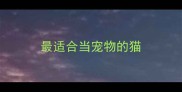 最适合当宠物的猫