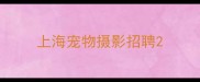 上海宠物摄影招聘