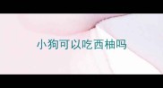 小狗可以吃西柚吗