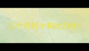 三个月的小狗吐白色