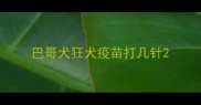 巴哥犬狂犬疫苗打几针