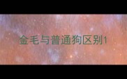 金毛与普通狗区别