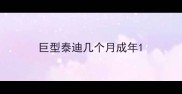 巨型泰迪几个月成年