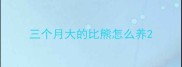 三个月大的比熊怎么养
