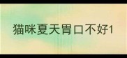 猫咪夏天胃口不好