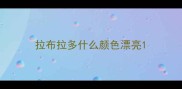 拉布拉多什么颜色漂亮