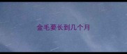 金毛要长到几个月