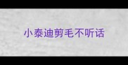 小泰迪剪毛不听话