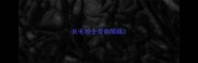长毛哈士奇白眼睛